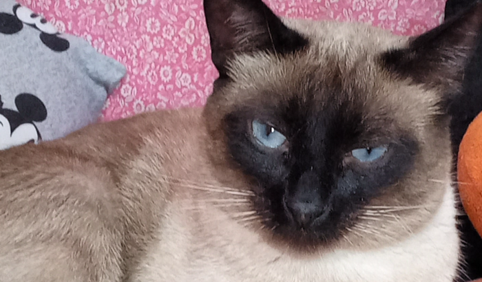 Ajuda no tratamento do nosso gatinho Paçoca!!!
