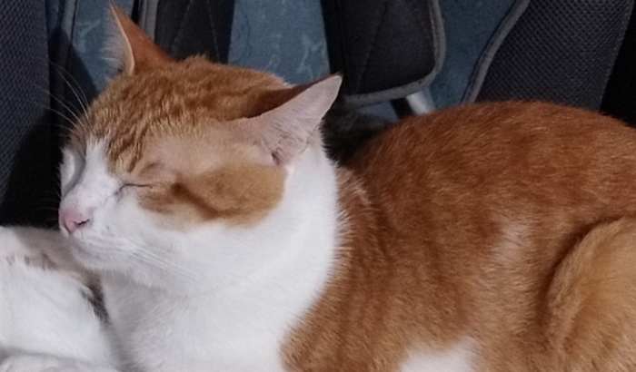 Ajuda para o Francisco