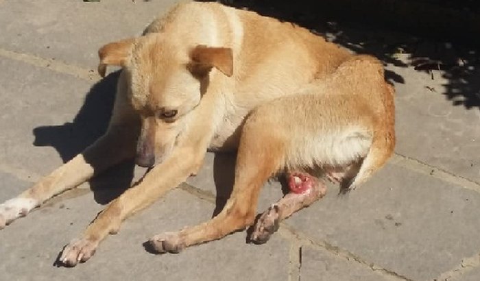 Custos do atendimento veterinário