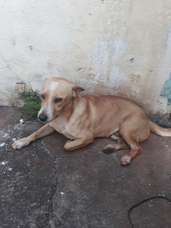 Casinha e potinho de agua e comida para o BOB