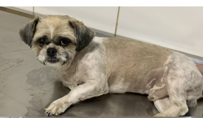 Ajude o Theo a voltar a andar