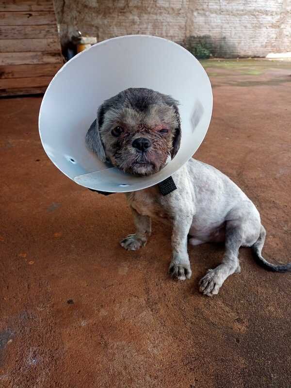 Cachorrinho abandonado 