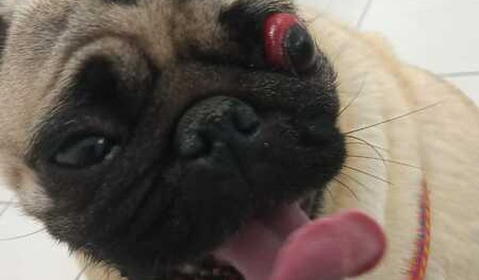 Cirurgia Ocular da Mel