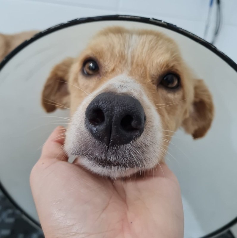 imagem da vaquinha Ajude o Alemão 🐶