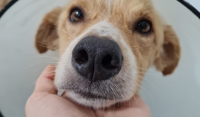 Ajude o Alemão 🐶