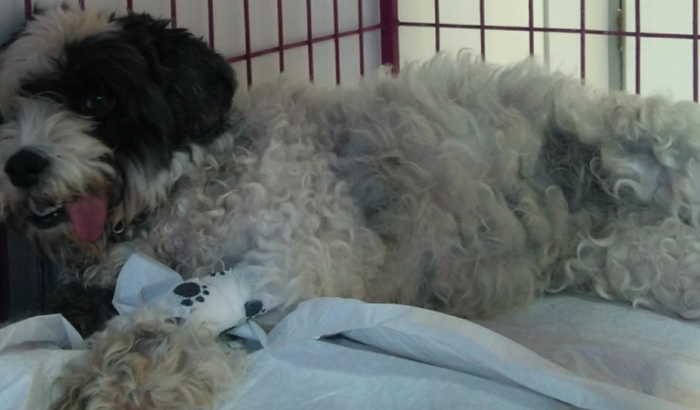 Tratamento da Belinha