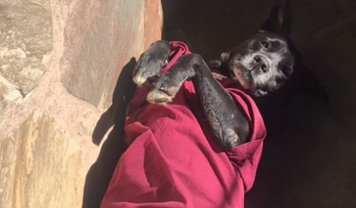 Ajude a Videlzinha a fazer seu tratamento