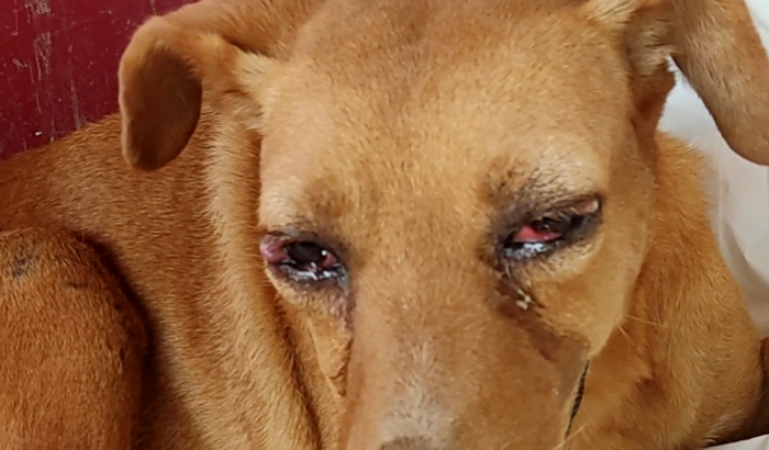 AJUDA PARA O CAETANO