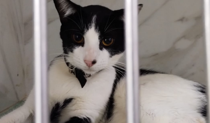 Cirurgia do Theozinho