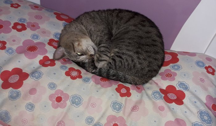 Cirurgia de pata dianteira e maxilar do meu gato