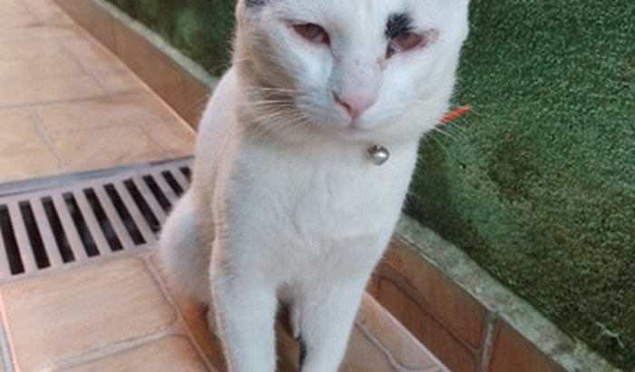 Thomas precisa de ajuda