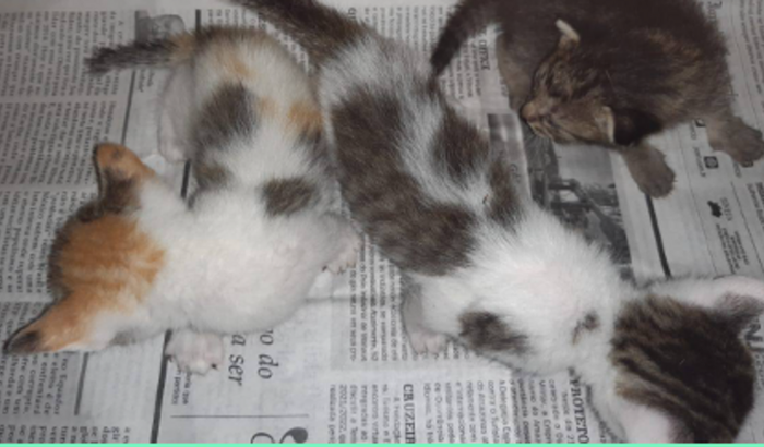 Ajude os GATINHOS do Thunder Pets