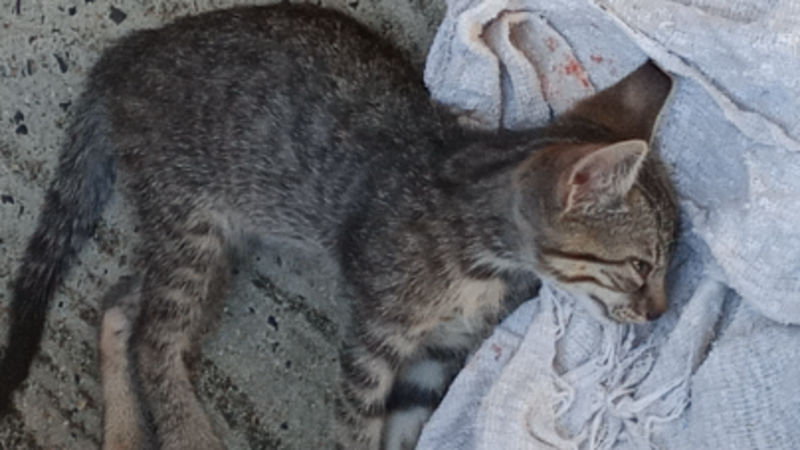 imagem da vaquinha Ajude a Mikasa 