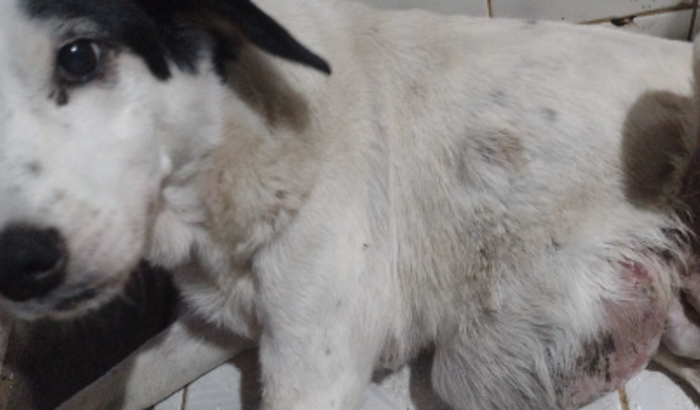 CADELINHA XERETA TEM UM TUMOR E PRECISA DE AJUDA!!!!