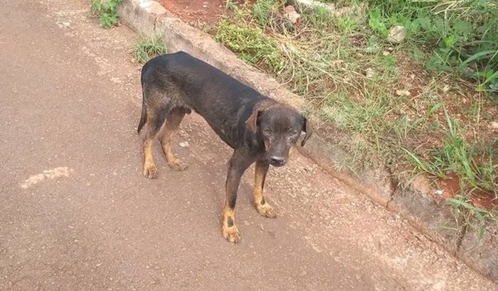 Ajuda para o cachorrinho encotrado