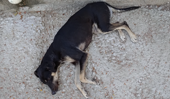 Ajuda para a dívida da Lilli