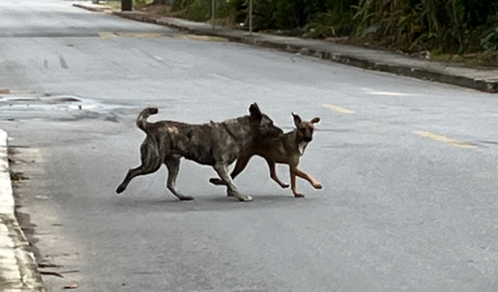 Ajuda para castrar uma cadelinha de rua