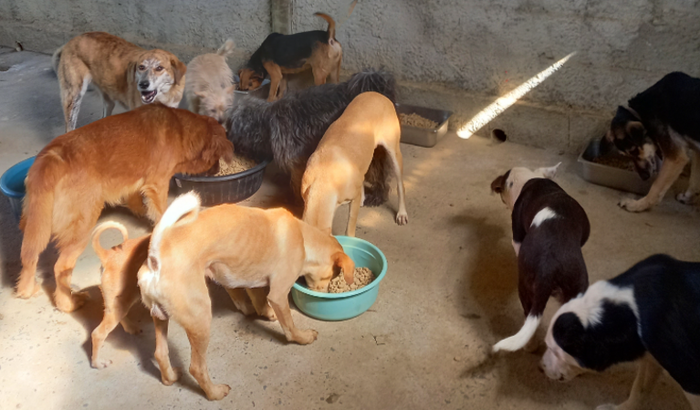 CÃOPANHA DA RAÇÃO 2023