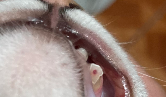 Tratamento odontológico Bóris