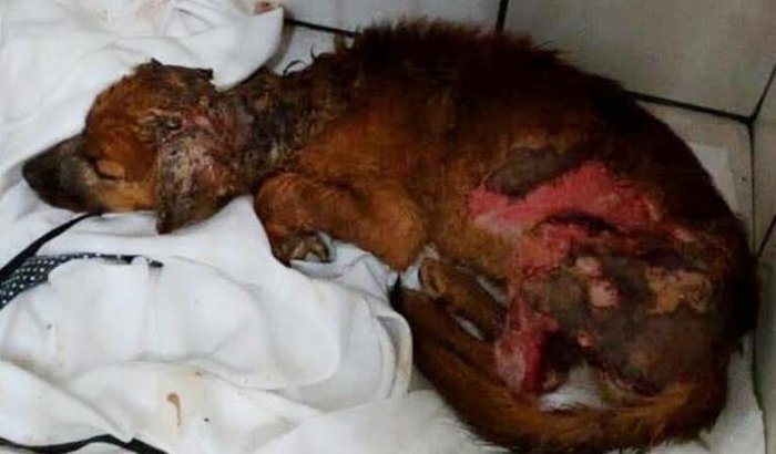 Cadela queimada em Araraquara