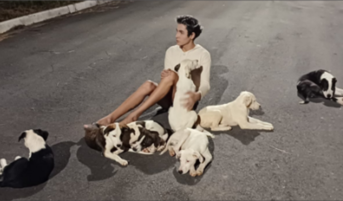 ajuda para mãe e filhos pitbulls mestiços