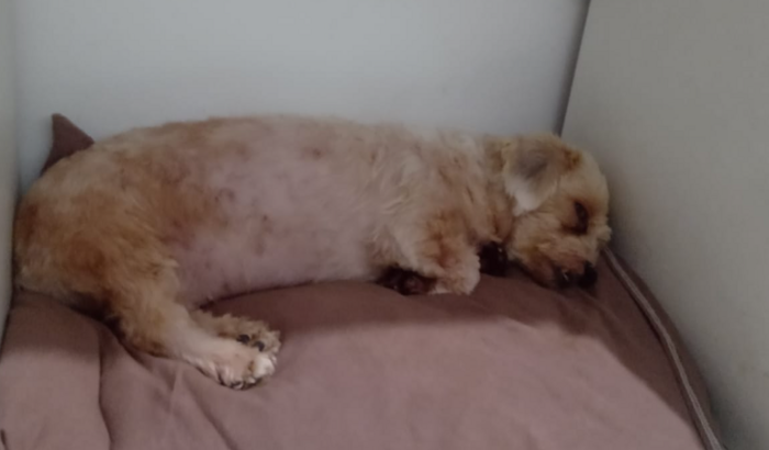 Ajude na Cirurgia da Mabel