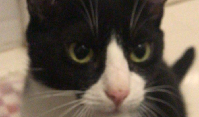 AJUDE A CURAR A PIF (peritonite infecciosa felina)