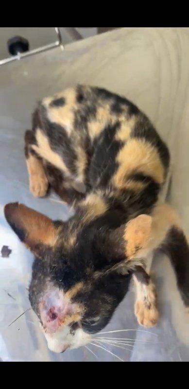 Gata debilitada com míase 