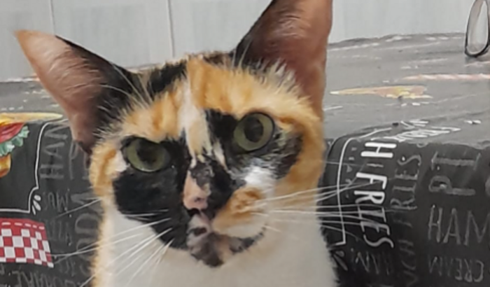 Socorro para a gatinha Pequena