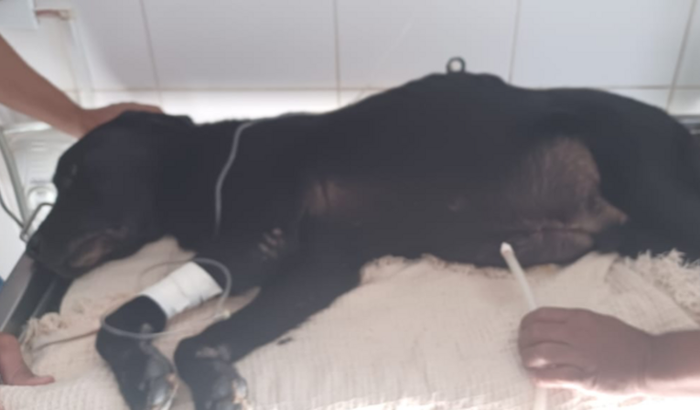 Ajude o Brad URGENTE !!!