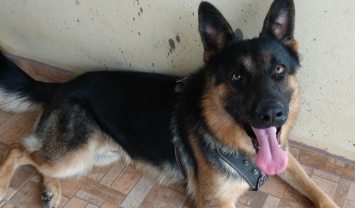 Ajude o Fenrir, aqui não Odin
