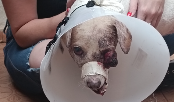 Cirurgia e cuidados com a minha pet branca de neve