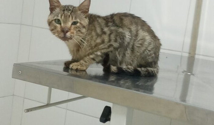 Ajude o gatinho Zé 