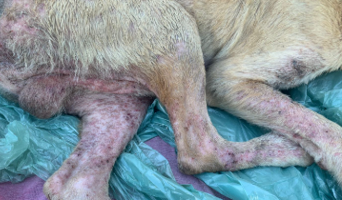 Cachorro de rua abandonado, ferido, e com doenças, vaquinha feita para pagar o veterinário.