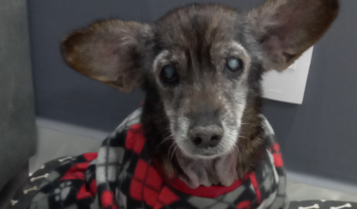 Ajude a Dorinha conseguir a cirurgia dela 🥺