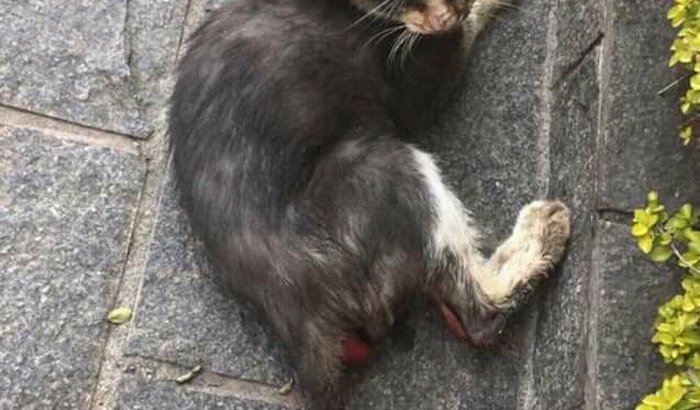 Ajuda para o gatinho Tony URGENTE!