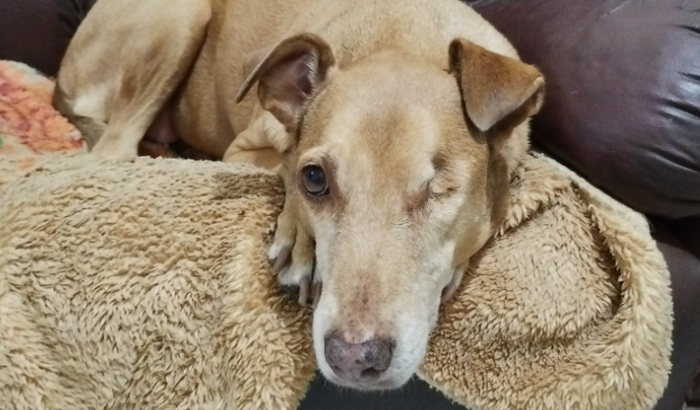 Cirurgia de retirada de baço da Pê