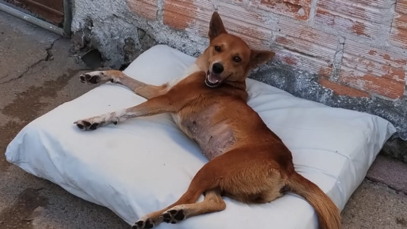 imagem da vaquinha Filomena 