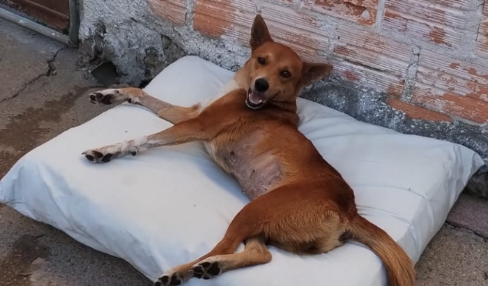 Filomena 