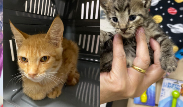 Gatinhos resgatados