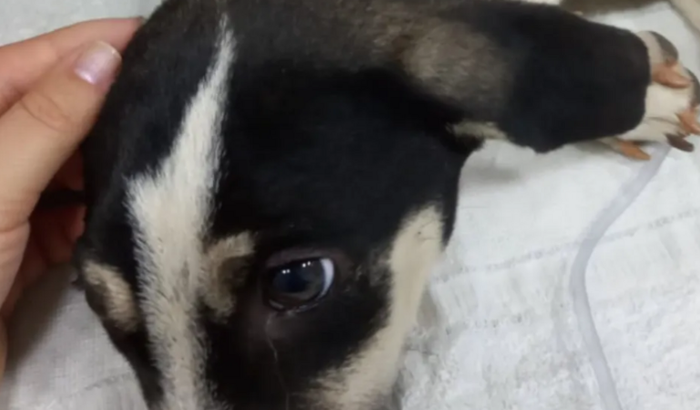Ajuda com despesas cachorro atropelado
