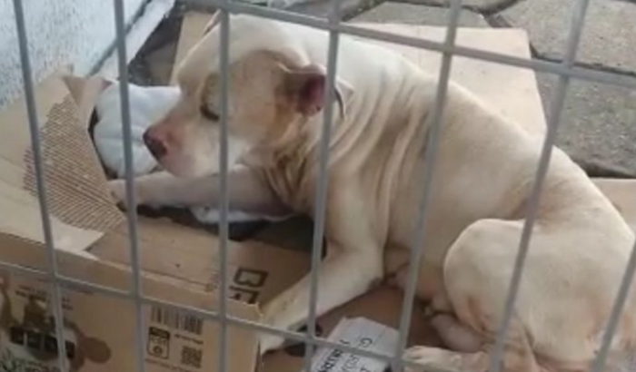 Ajuda na cirurgia da cachorrinha resgatada