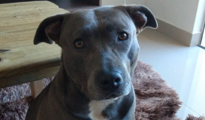 Cirurgia @blue_a_amstaff