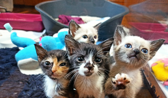 Tire os Gatinhos  da Pindaíba Financeira - S.O.S - MATERNITÉ CATS