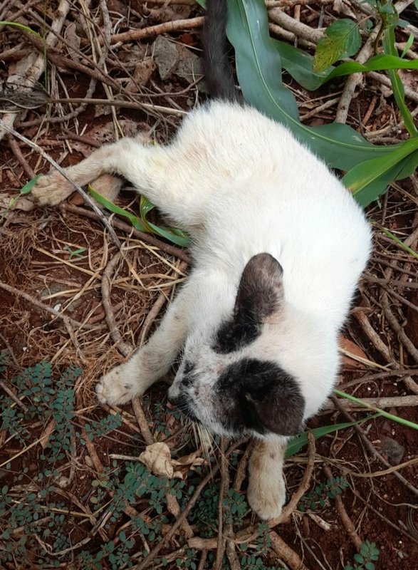 Gata paraplégica