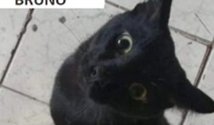 Ajuda para Bruno meu gato
