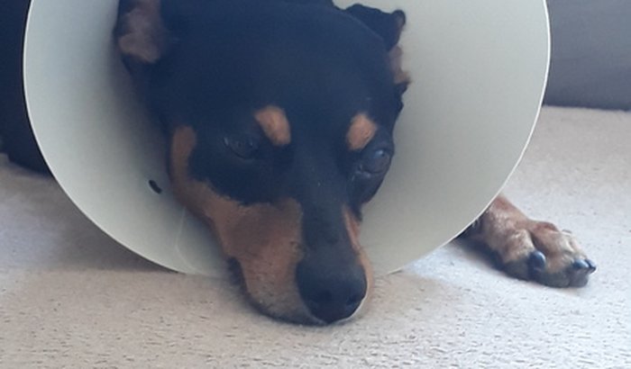 Ajude me a manter a internação os exame e medicação do meu cachorro Charlie