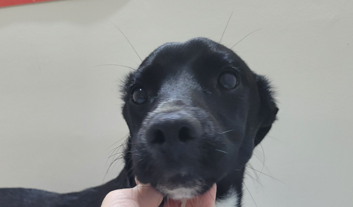 Pretinho, o cãozinho atropelado.