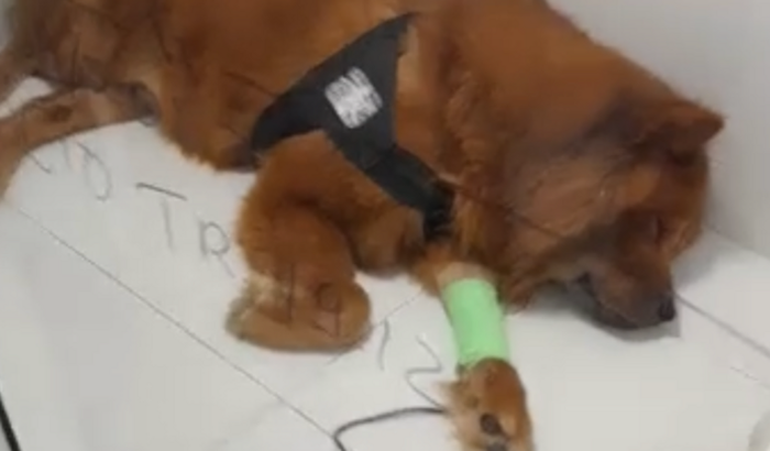 Tratamento de Saúde do Bartolomeu 🦮🥰❤️