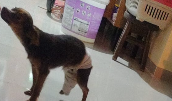 Cirurgia canina